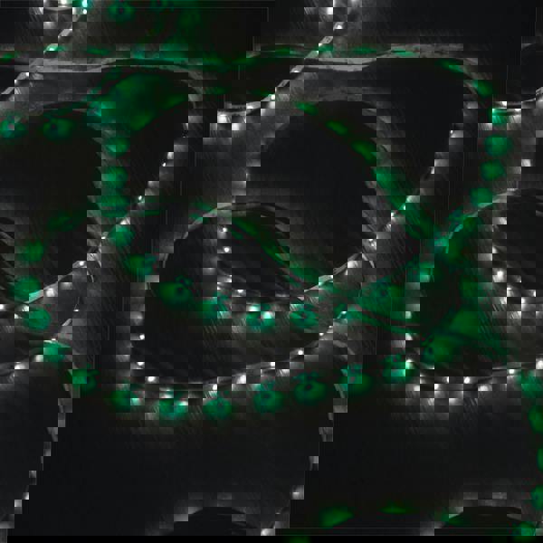 Eagle Green Led Tape Light 2X5M