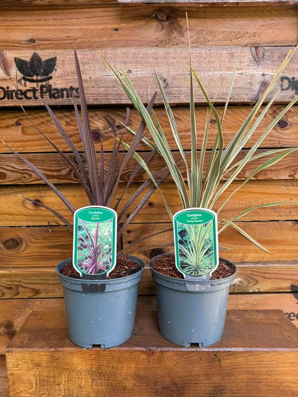 Direct Plants 2 Mixed Large Cordyline Palm Evergreen Shrubs in 2/3 Litre Pots By Direct Plants