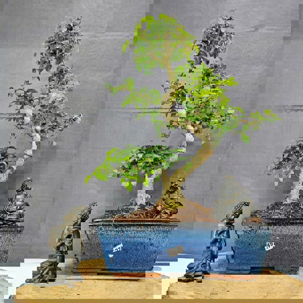 Yorkshire Bonsai Chinese Privet (Ligustrum Sinense) Bonsai Tree | Shaped | In 25cm Pot
