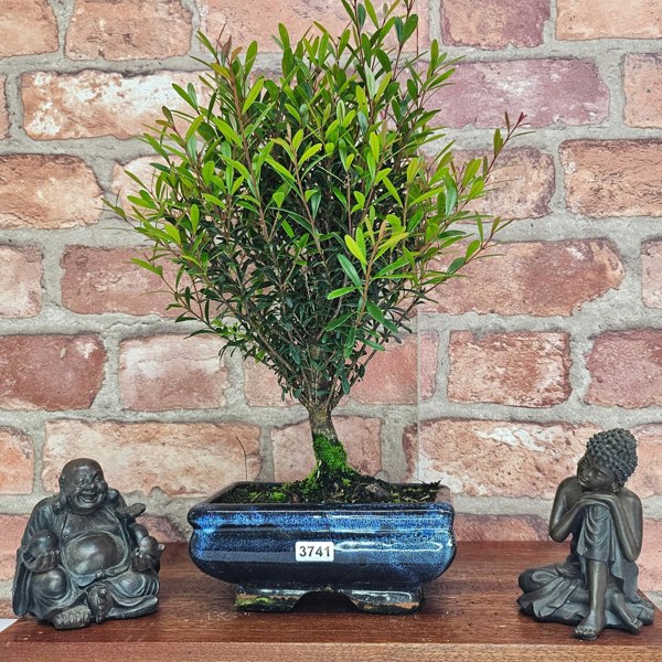 Yorkshire Bonsai Brush Cherry (Syzygium) Bonsai Tree | Broom | In 15cm Pot