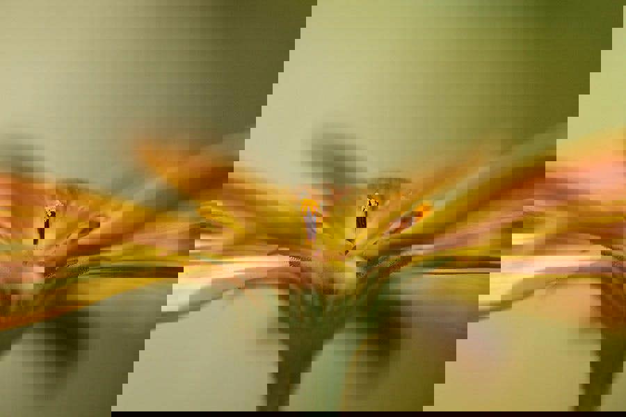 Fernlight Gallery Osteospermum