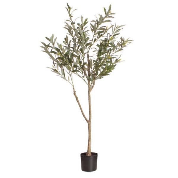 Scottish Everlastings 120cm Olive Tree