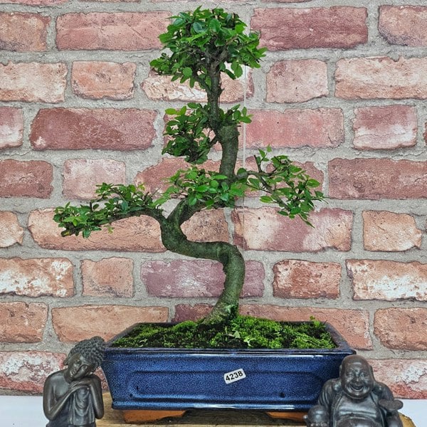 Yorkshire Bonsai Chinese Elm (Ulmus Parvifolia) Bonsai Tree | Shaped | In 25cm Pot