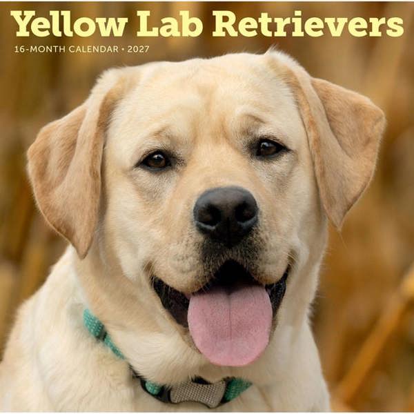 Yellow Labrador Retrievers Calendar 2027, Wall Calendars, Month To View, Dogs, Gift