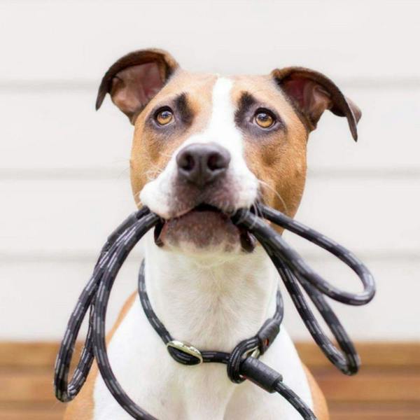 EzyDog Luca Slip Lead in Purple
