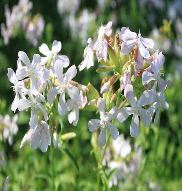 Soapwort Seeds