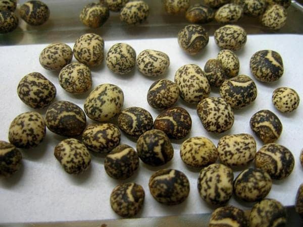 annual lupine seeds bulk