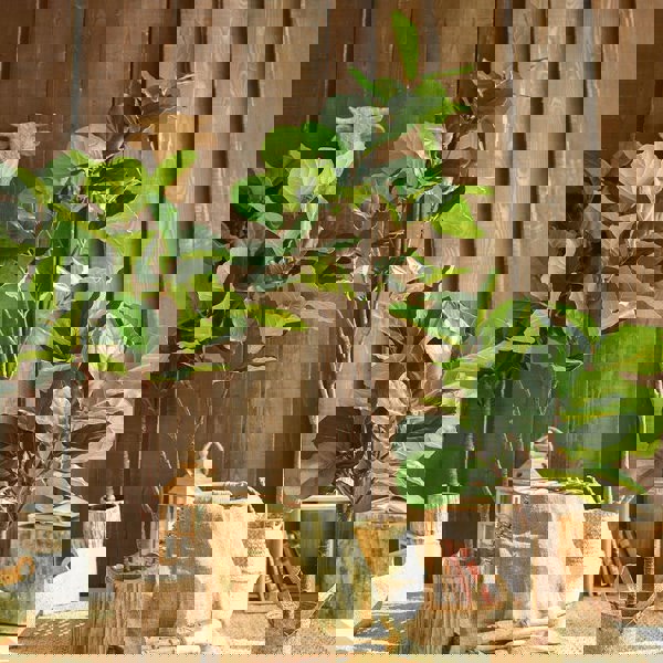 RG263 Artificial Plant-Weilai Concept-Weilai Concept