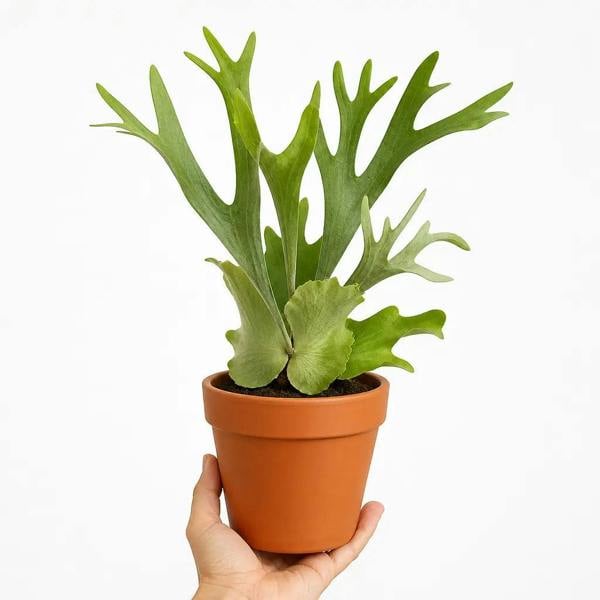 Platycerium Bifurcatum Staghorn Fern 17cm Pot – Pet Friendly Indoor Houseplant - Nursery Pot