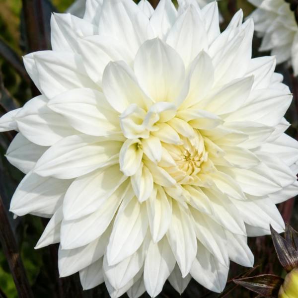 Dahlia Maggiore White 3L Pure White Dahlia
