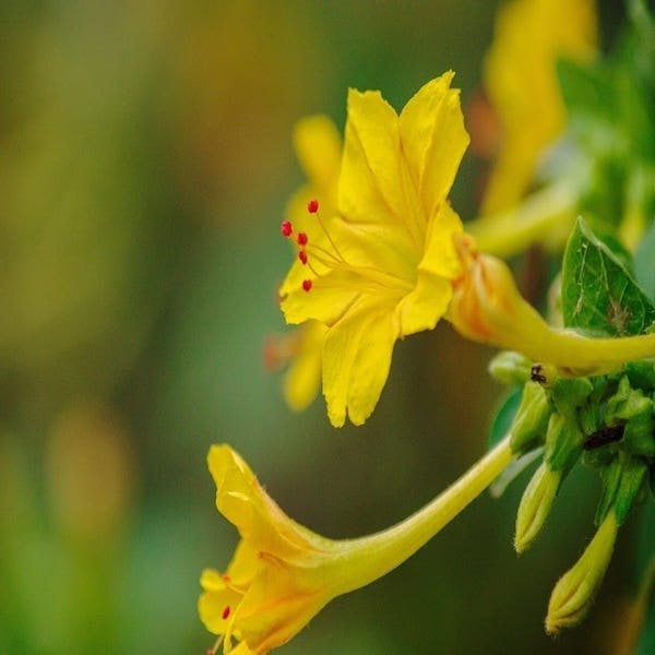 marvel of peru mirabilis jalapa