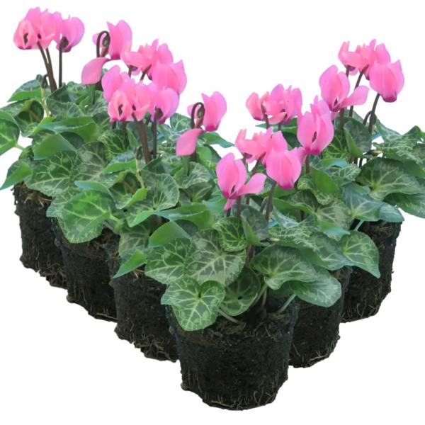 Cyclamen Salmon 10.5cm Pot Pack of 3 & 6 Flowering Outdoor Plants Plants By Post