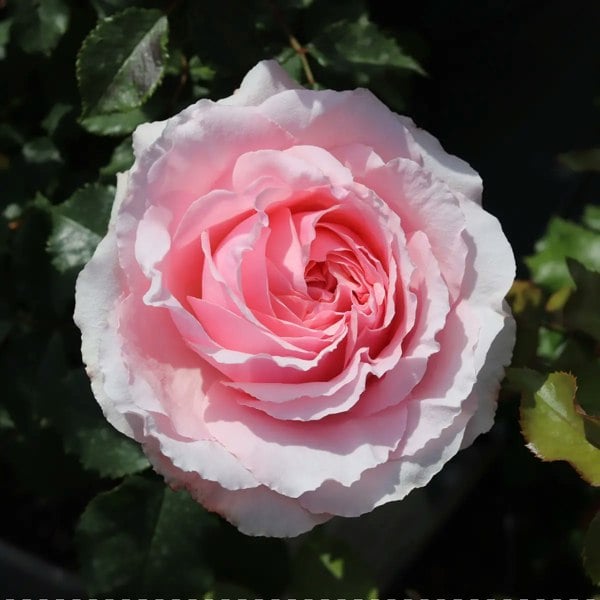 Rose Bride And Groom 5.5 Litre Pot Plants By Post