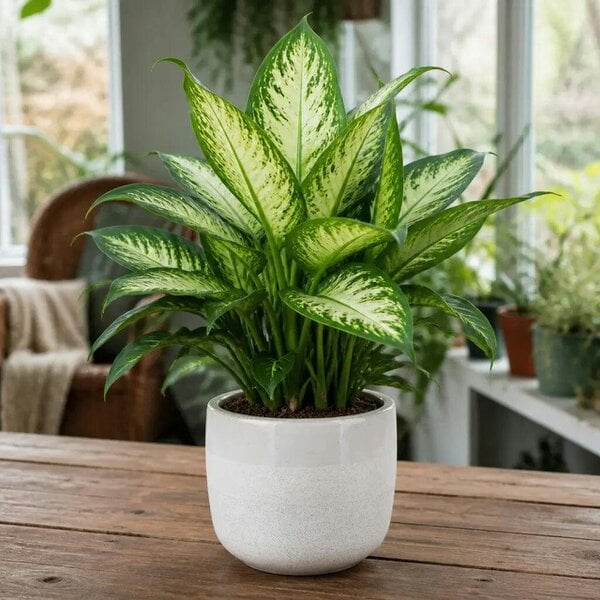Dieffenbachia Camilla Dumb Cane – Elegant Cream and Green Variegated Indoor Houseplant
