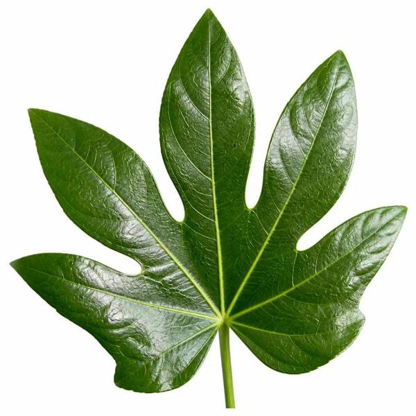 Fatsia Paper Plant 19cm Pot – Large Easy Care Indoor Houseplant