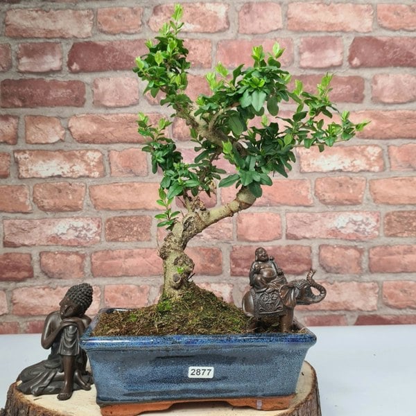 Chinese Privet (Ligustrum Sinense) Bonsai Tree | Shaped | In 20cm Pot - Yorkshire Bonsai