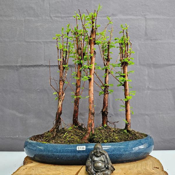 Yorkshire Bonsai Dawn Redwood (Metasequoia) Bonsai Tree Forest | Upright | In 35cm Pot