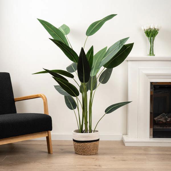 Scottish Everlastings 160Cm Bird Of Paradise Tree