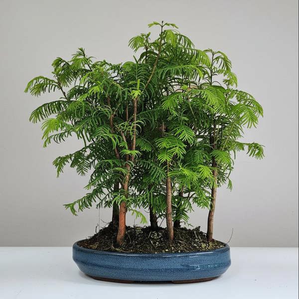 Yorkshire Bonsai Dawn Redwood (Metasequoia) Bonsai Tree Forest | Upright Style | In 25cm Pot