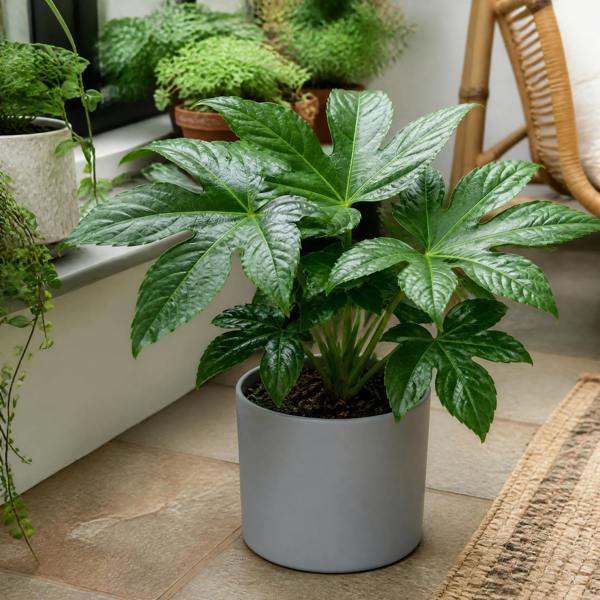 Fatsia Paper Plant 12cm Pot - Air Purifying Plant Plants By Post
