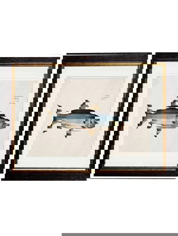 Exceptional Art c.1785 Studies of Salmon