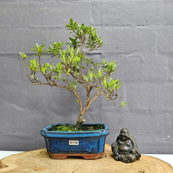 Yorkshire Bonsai Azalea (Rhododendron) Bonsai Tree | Shaped | In 15cm Pot