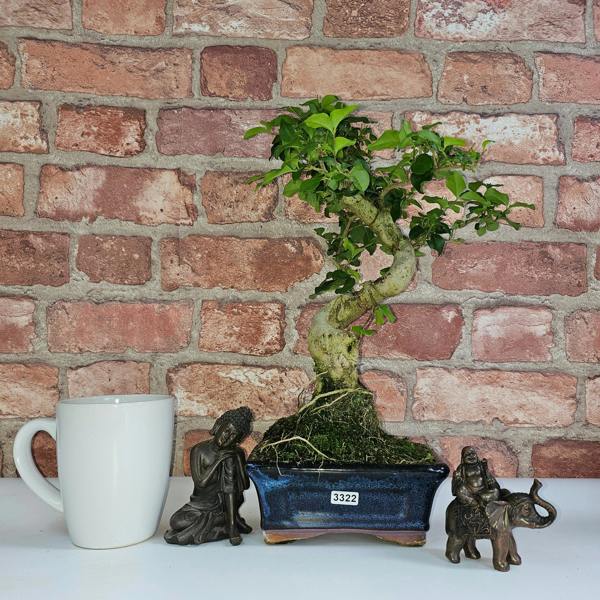 Yorkshire Bonsai Chinese Privet (Ligustrum Sinense) Bonsai Tree | Shaped | In 15cm Pot - 3322
