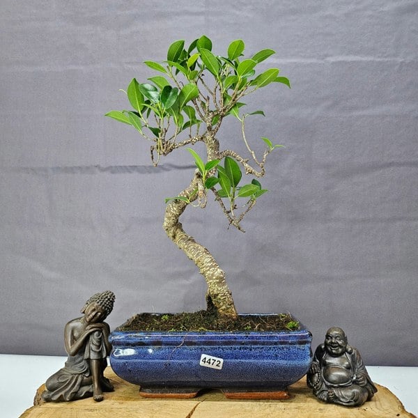 Yorkshire Bonsai Ficus Microcarpa (Banyan Fig) Indoor Bonsai Tree | Shaped | In 20cm Pot