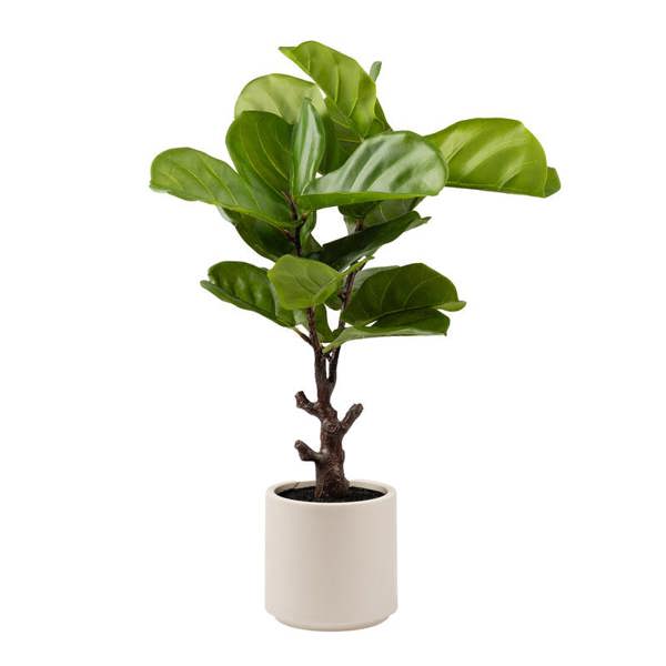 Scottish Everlastings 75cm Real Touch Fiddleleaf Fig Tree in Chunky White Pot