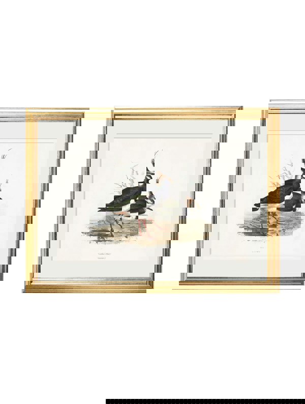 Exceptional Art c.1837's British Coastal Birds