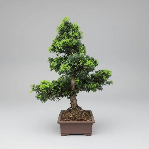 Yorkshire Bonsai Buddhist Pine (Podocarpus Micro) Bonsai Tree | Large Shaped Specimen | In 60cm Pot