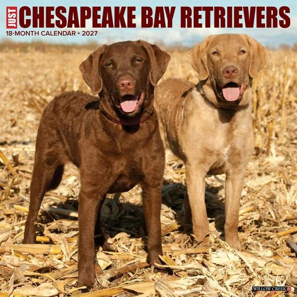 Just Chesapeake Bay Retrievers Calendar 2027, Wall Calendars, Month To View, Dogs, Gift