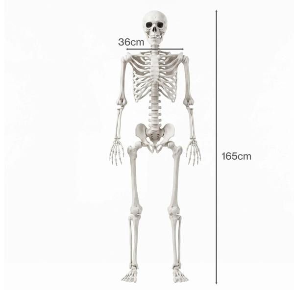 Yezi Halloween Skeleton Life Size Posable Jointed Decoration Haunted House White