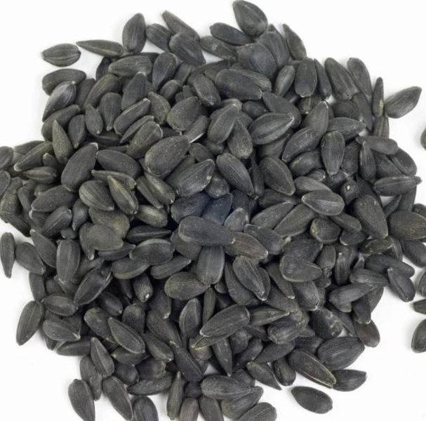 sunflower seeds for planting