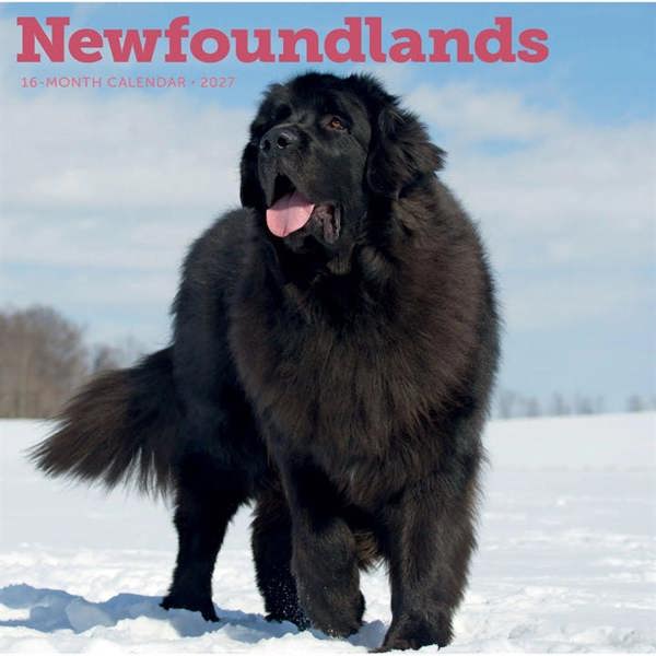 Newfoundlands Calendar 2027, Wall Calendars, Month To View, Dogs, Gift