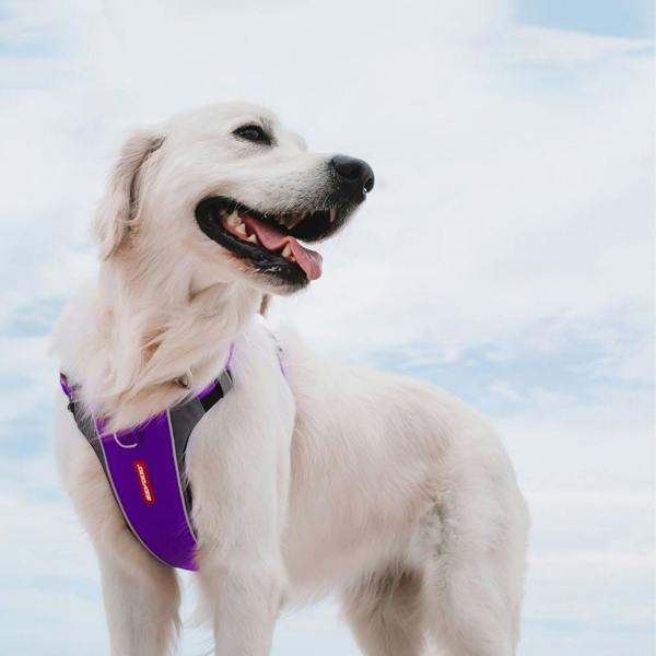 EzyDog X-Link Dog Harness in Purple