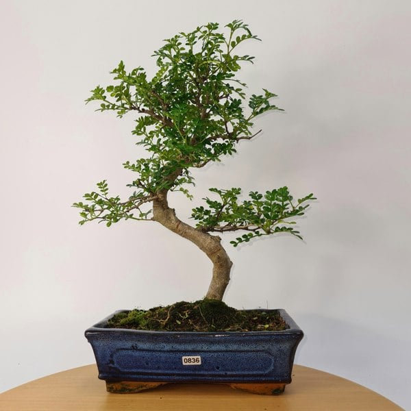 Chinese Pepper (Zanthoxylum Pipertum) Bonsai Tree | Shaped | In 25cm Pot