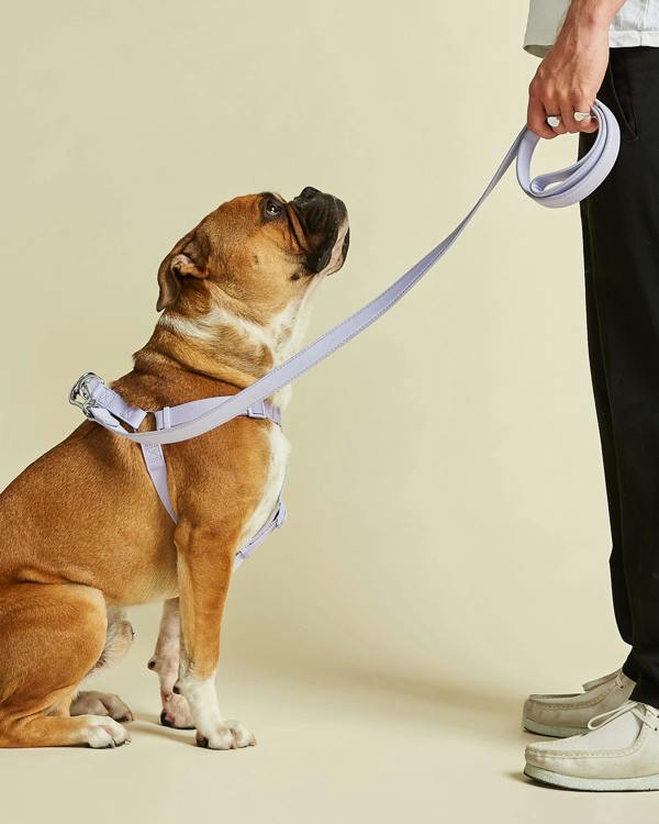 Stylish Purple Dog Harness Medium Size Modelled by Dog In Studio