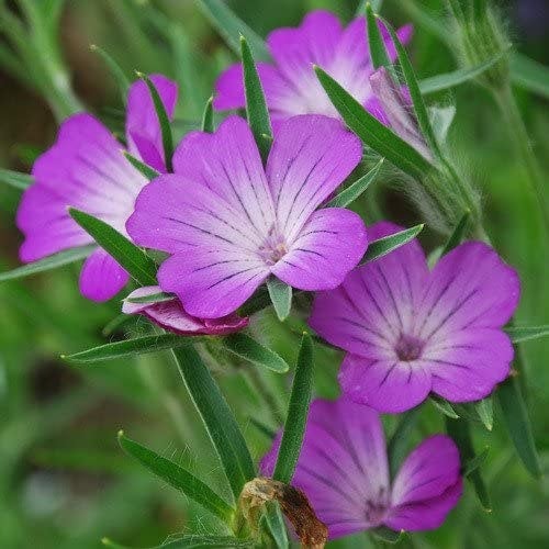 native english wildflower meadow