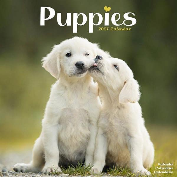 Puppies Calendar 2027, Wall Calendars, Month To View, Dogs, Gift