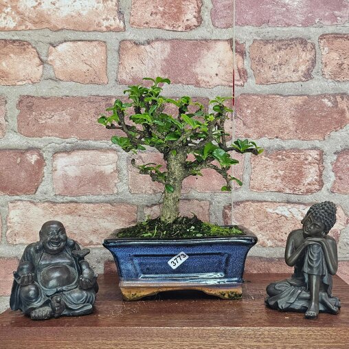 Yorkshire Bonsai Fukien Tea Tree (Carmona Retusa) Bonsai Tree | Broom | In 15cm Pot - 3773
