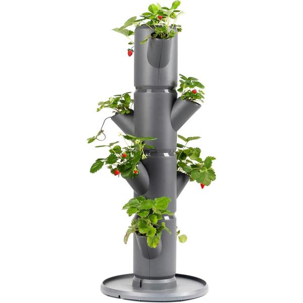 SISSI STRAWBERRY easy-watering strawberry tree - Anthracite