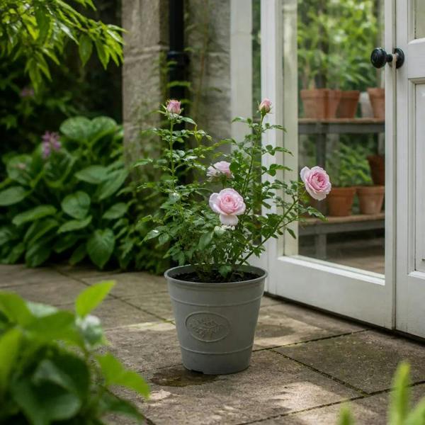 3L Happy Silver Wedding Light Pink Rose Bush - Beautiful Flowering Plant Gift