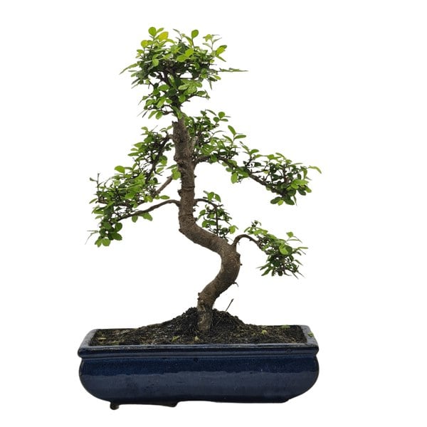 Chinese Elm (Ulmus Parvifolia) Bonsai Tree | Shaped | In 30cm Pot