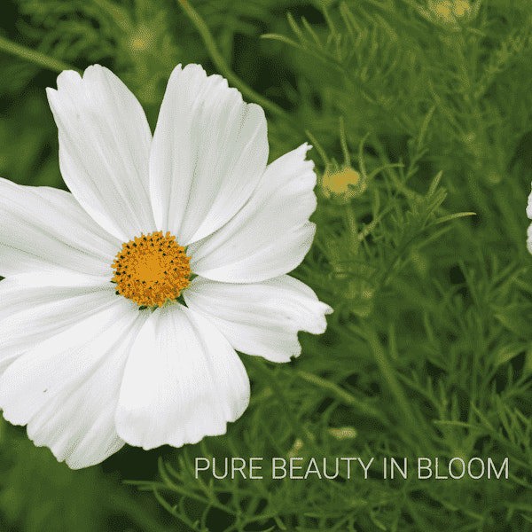 Cosmos Seeds bipinnatus Sensation Purity Seeds white