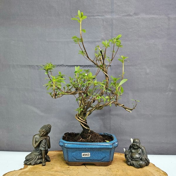 Yorkshire Bonsai Azalea (Rhododendron) Bonsai Tree | Shaped | In 15cm Pot