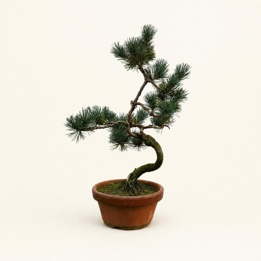 Yorkshire Bonsai Japanese White Pine (Pinus Parviflora) Bonsai Tree | Shaped | In 16cm Pot