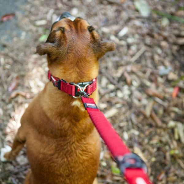 EzyDog Double Up Dog Collar in Red