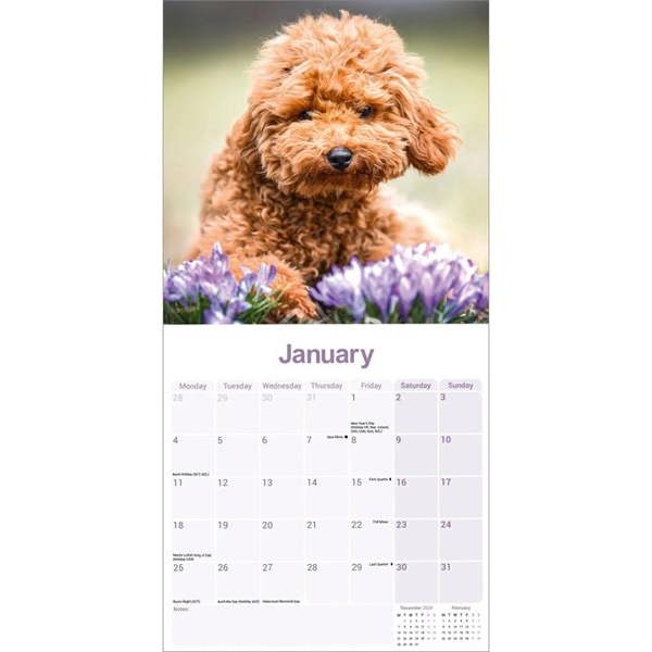 Toy & Miniature Poodle Calendar 2027, Wall Calendars, Month To View, Dogs, Gift