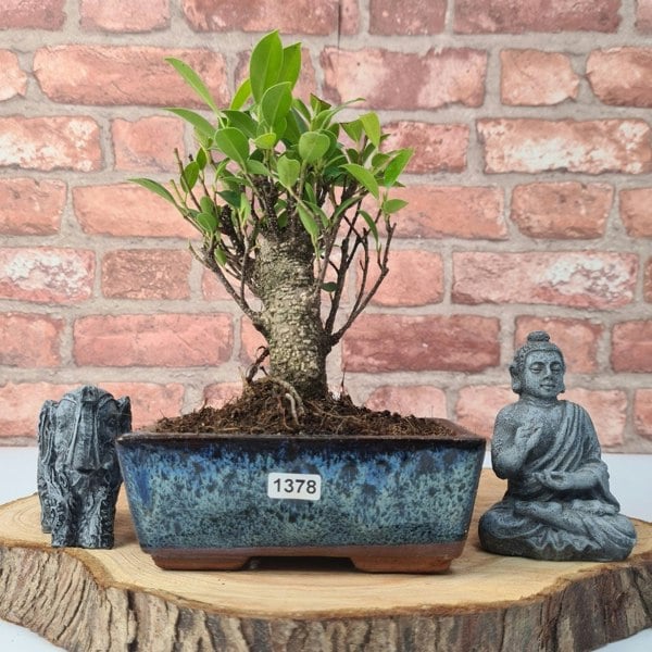 Ficus Microcarpa (Banyan Fig) Indoor Bonsai Tree | Broom | In 15cm Pot